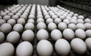 卡尔 - 梅恩食品转向高端鸡蛋业务，缓冲蛋价下跌冲击