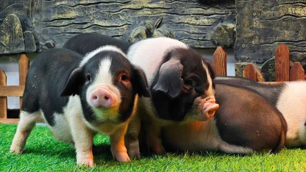 新华社调查:猪肉价格为何持续下跌?-第1张图片-51吃大瓜 新华社调查:猪肉价格为何持续下跌?-第1张图片-51吃大瓜