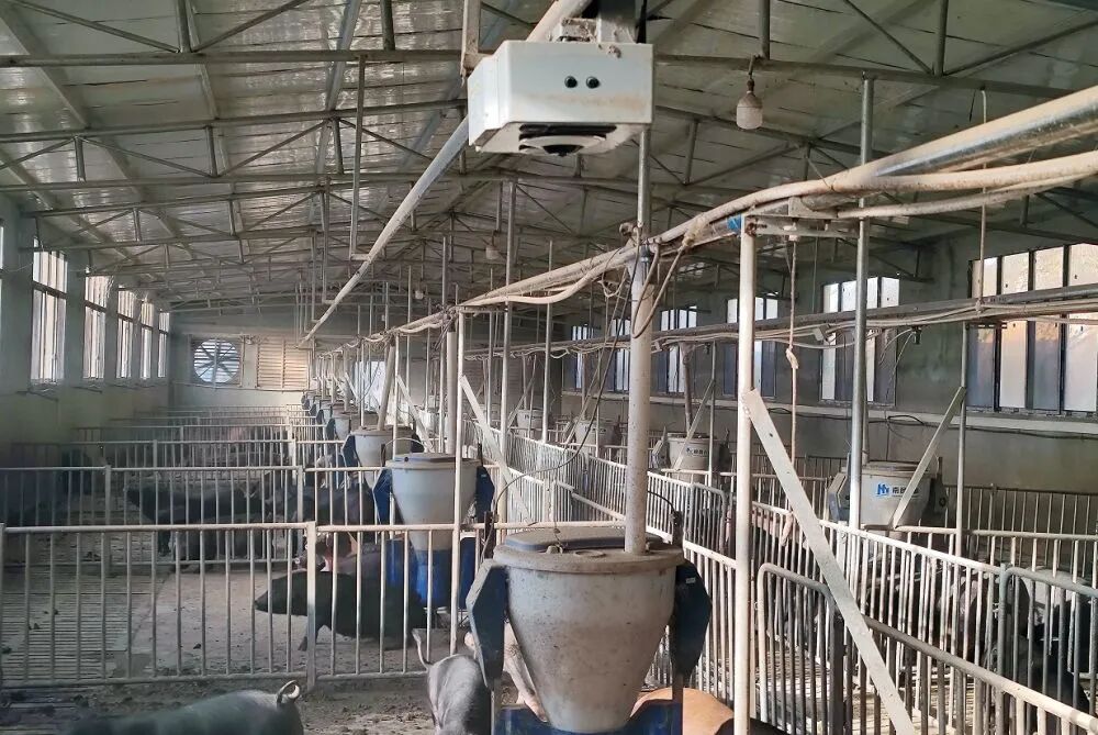 新华社调查:猪肉价格为何持续下跌?-第2张图片-51吃大瓜 新华社调查:猪肉价格为何持续下跌?-第2张图片-51吃大瓜